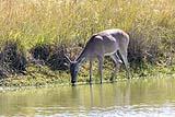 Whitetail Deer Padre Island NP 2022